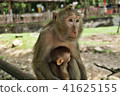 Jungle monkey with her baby sitting on leak 41625155