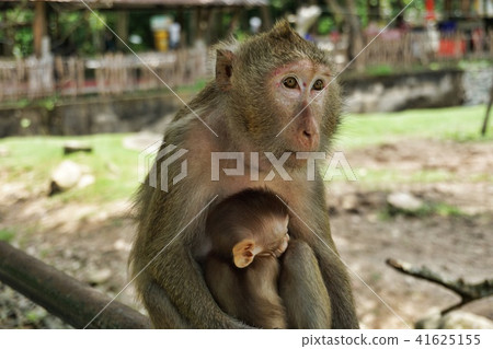 Jungle monkey with her baby sitting on leak Jungle monkey with her baby sitting on leak 41625155