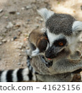 Ring-tailed lemur with her baby on back 41625156