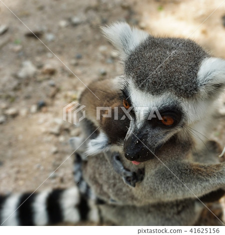 Ring-tailed lemur with her baby on back Ring-tailed lemur with her baby on back 41625156