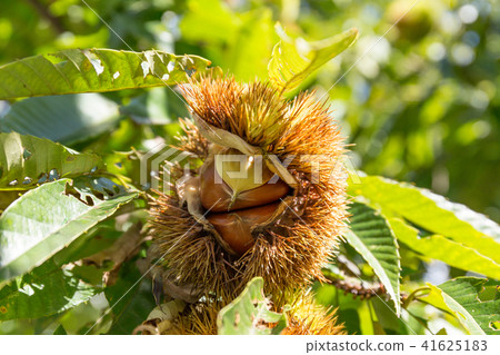 板栗栗子樹（九月） 41625183