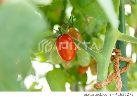 Mini tomato (family garden) July 41625272