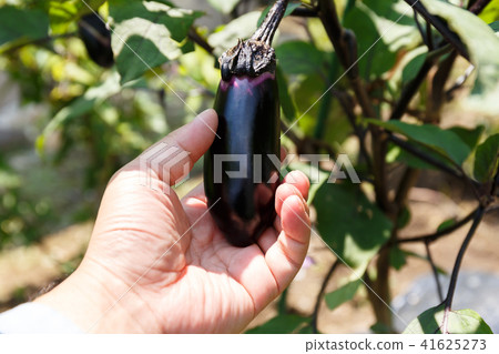 Harvesting of eggplant (home garden) July 41625273