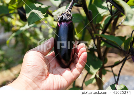 Harvesting of eggplant (home garden) July 41625274