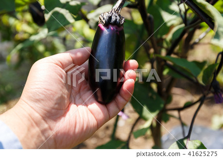 Harvesting of eggplant (home garden) July 41625275