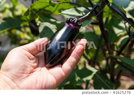 Harvesting of eggplant (home garden) July 41625276
