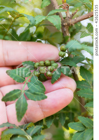 Actual harvest of Japanese pepper (home garden) July 41625535