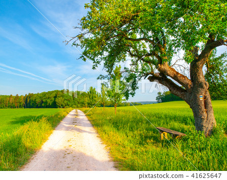 Czech rural landscape. Small wooden bench under the green leafy tree beside country road. Idyllic 41625647