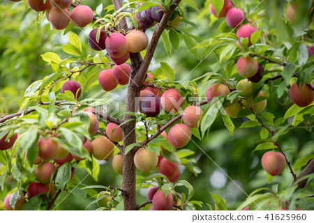 Suzubarin's plum 41625960