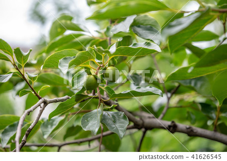 柿子青年 柿子青年 41626545