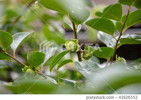 柿子青年 41626552