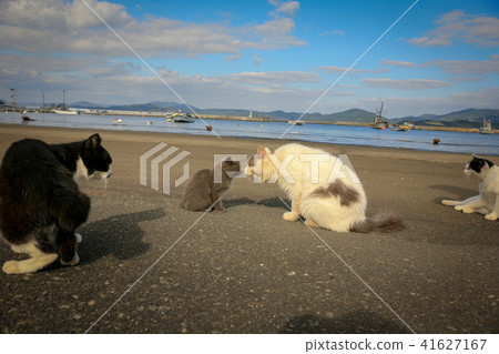 Life of stray cats in Cat Island Life of stray cats in Cat Island 41627167