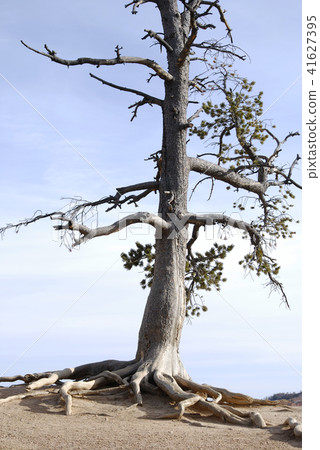 Tree with roots on the edge in Bryce Canyon 41627395