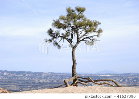 Tree with roots in Bryce Canyon 41627396