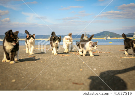 貓島流浪貓的生活 41627519