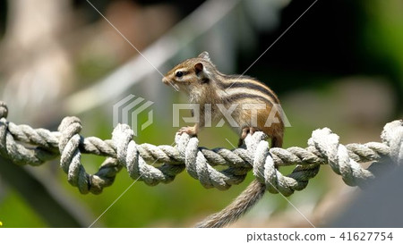 Ezoshimaris“Okhotsk Chipmaris Park” 41627754