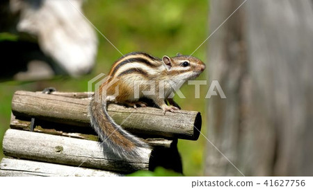 Ezoshimaris "Okhotsk Chipmaris Park" 41627756