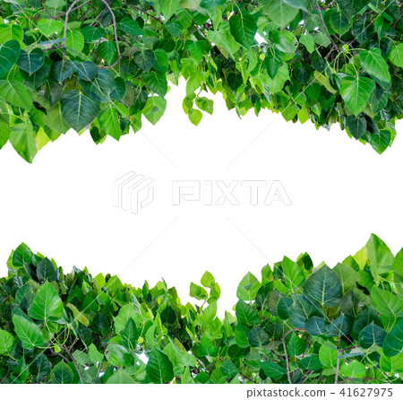 Bodhi tree leaves shade covered on background 41627975