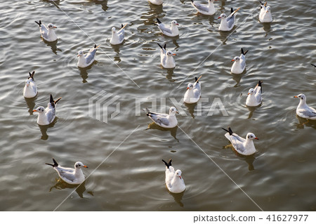 Flock of seagull floating on sea 41627977