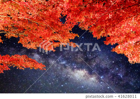 Arch orange maple tree with milky way shining Arch orange maple tree with milky way shining 41628011
