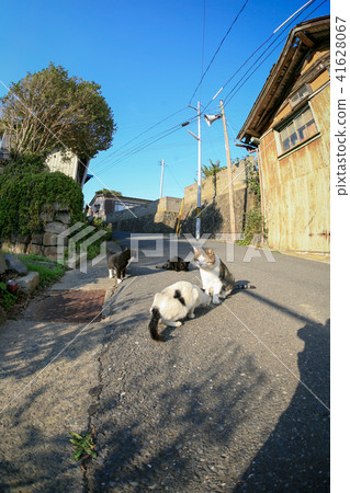 貓島流浪貓的生活 41628067