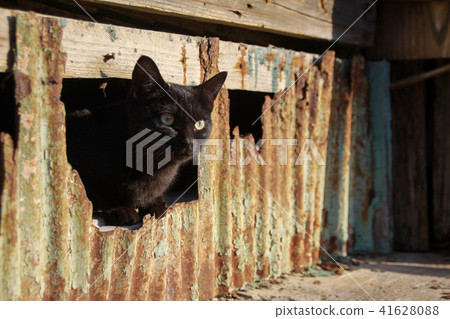 Life of stray cats in Cat Island 41628088