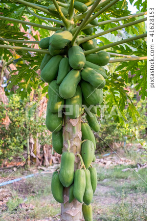 Bunch Papaya holland species on trunk 41628153