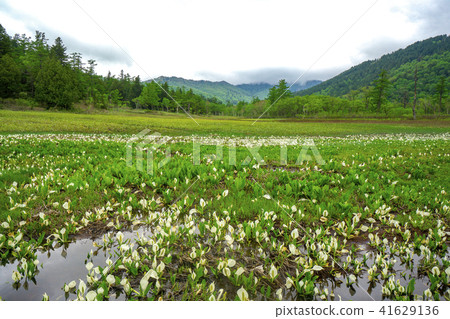 Ozegahara water basho and wetlands when Mizukabosho bloomed Ozegahara water basho and wetlands when Mizukabosho bloomed 41629136