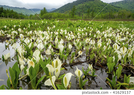 Ozegahara water basho and wetlands when Mizukabosho bloomed Ozegahara water basho and wetlands when Mizukabosho bloomed 41629137