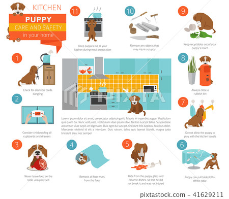 Puppy care and safety in your home. Kitchen 41629211