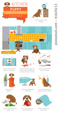 Puppy care and safety in your home. Kitchen 41629213