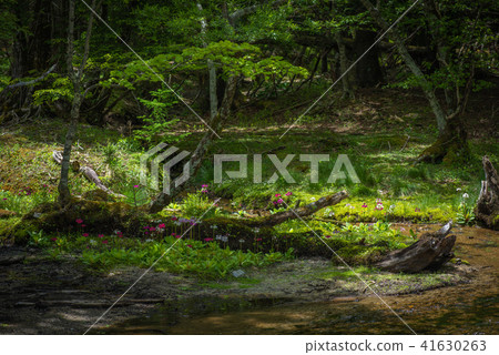 Sengagahama的Climson Sengagahama的Climson 41630263