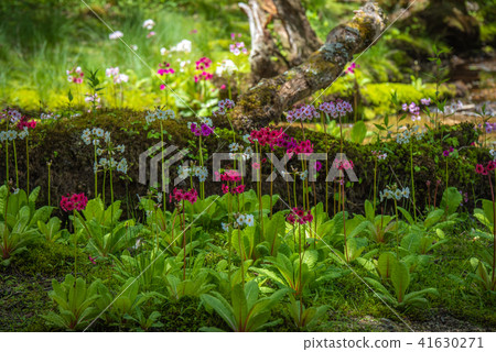 Climson of Sengagahama 41630271