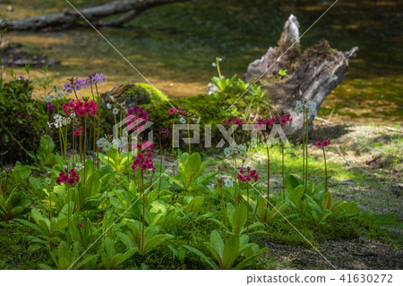 Climson of Sengagahama 41630272