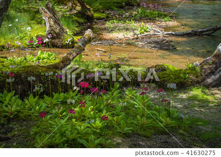 Climson of Sengagahama 41630275