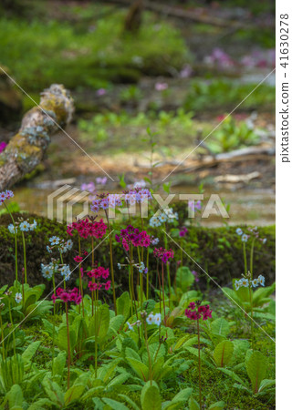 Sengagahama的Climson 41630278