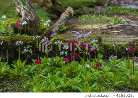 Sengagahama的Climson 41630283