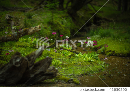 Climson of Sengagahama 41630290