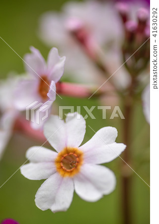 Sengagahama的Climson 41630292