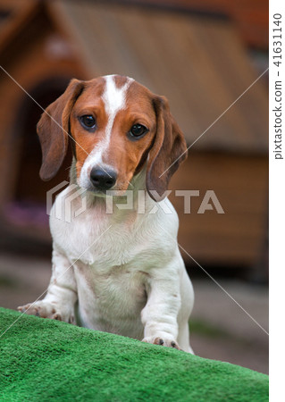 Dachshund Dog Summer Garden Dachshund Dog Summer Garden 41631140