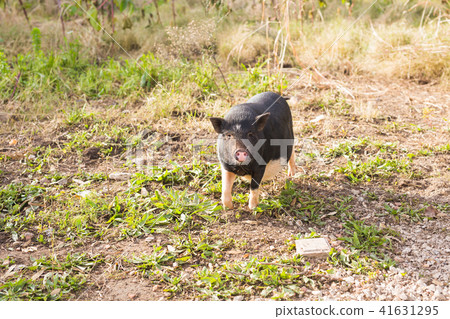 Wild black boar or pig close up. Wildlife in natural habitat Wild black boar or pig close up. Wildlife in natural habitat 41631295