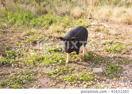 Wild black boar or pig. Wildlife in natural habitat Wild black boar or pig. Wildlife in natural habitat 41631303