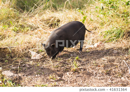 Wild black boar or pig close up. Wildlife in natural habitat Wild black boar or pig close up. Wildlife in natural habitat 41631364