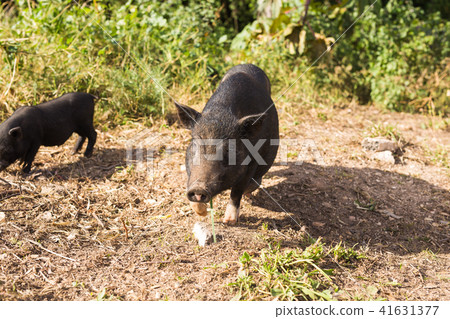 Wild black boar or pig close up. Wildlife in natural habitat Wild black boar or pig close up. Wildlife in natural habitat 41631377