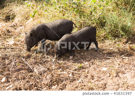 Wild black boar or pig close up. Wildlife in natural habitat Wild black boar or pig close up. Wildlife in natural habitat 41631397