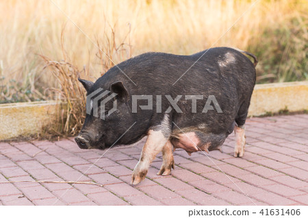 Wild black boar or pig. Wildlife in natural habitat Wild black boar or pig. Wildlife in natural habitat 41631406