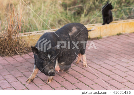Wild black boar or pig close up. Wildlife in natural habitat 41631426