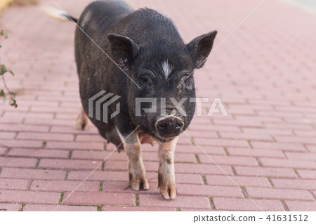 Wild black boar or pig close up. Wildlife in natural habitat Wild black boar or pig close up. Wildlife in natural habitat 41631512