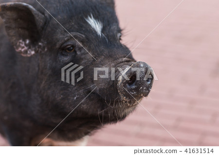 Wild black boar or pig walking on meadow. Wildlife in natural habitat Wild black boar or pig walking on meadow. Wildlife in natural habitat 41631514