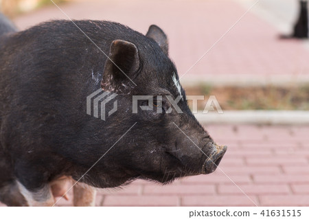 Wild black boar or pig. Wildlife in natural habitat Wild black boar or pig. Wildlife in natural habitat 41631515